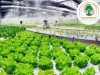 NAM NỮ LAO ĐỘNG NÔNG NGHIỆP E8