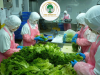 NAM NỮ ĐÓNG GÓI RAU CỦ