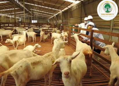 LÀM CHĂN NUÔI DÊ TẠI TRANG TRẠI
