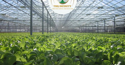 NAM NỮ LÀM VIỆC TRONG NHÀ KÍNH