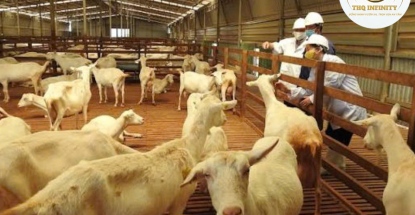 LÀM CHĂN NUÔI DÊ TẠI TRANG TRẠI